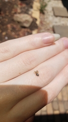 Opisthoncus sexmaculatus