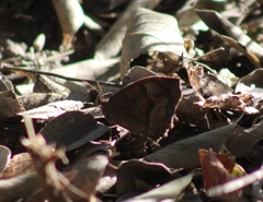 Pindis squamistriga