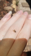 Opisthoncus sexmaculatus