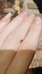 Opisthoncus sexmaculatus