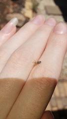 Opisthoncus sexmaculatus