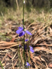 Comesperma sphaerocarpum