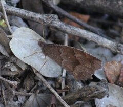 Pindis squamistriga