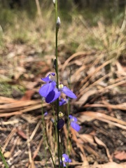 Comesperma sphaerocarpum