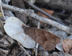 Pindis squamistriga