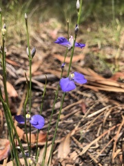 Comesperma sphaerocarpum