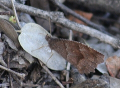 Pindis squamistriga