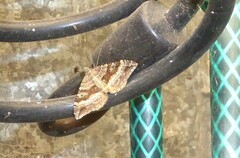 Hydriomena deltoidata