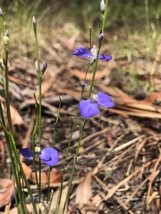 Comesperma sphaerocarpum