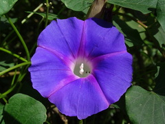 Ipomoea orizabensis austromexicana