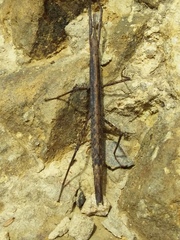 Clitarchus hookeri
