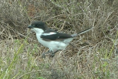 Lanius collaris collaris