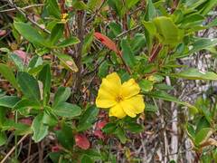 Hibbertia cuneiformis