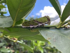 Papilio aegeus aegeus