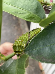 Papilio aegeus aegeus