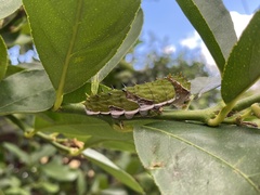 Papilio aegeus aegeus