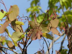 Piliostigma foveolatum
