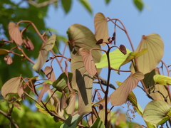 Piliostigma foveolatum