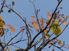 Piliostigma foveolatum