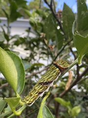 Papilio aegeus aegeus