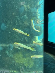 Trachinops noarlungae