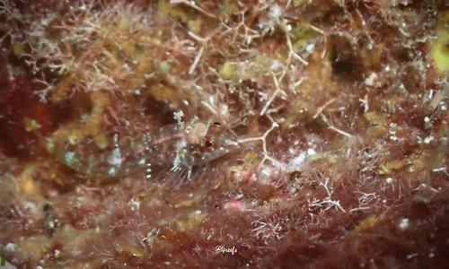 Helcogramma capidata observed 2022-05-20