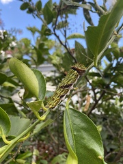 Papilio aegeus aegeus