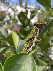 Papilio aegeus aegeus