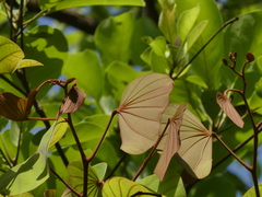 Piliostigma foveolatum