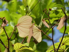 Piliostigma foveolatum