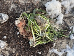 Zosteraceae
