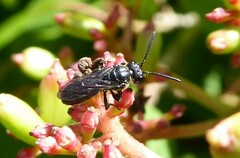 Apoidea