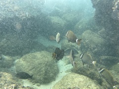 Acanthurus leucopareius