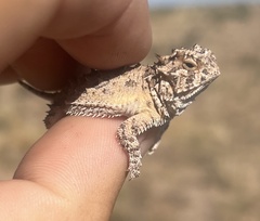 Phrynosoma cornutum