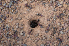 Iridomyrmex purpureus