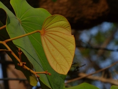 Piliostigma foveolatum
