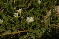 Convolvulus crenatifolius
