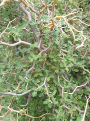 Sophora prostrata