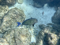 Acanthurus blochii