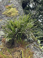 Earina mucronata