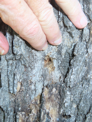 Melanerpes formicivorus
