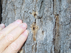 Melanerpes formicivorus