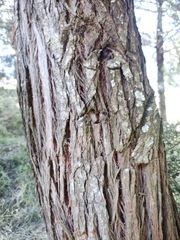 Eucalyptus cinerea