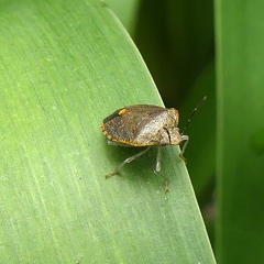 Dryadocoris