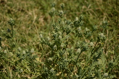Eryngium divaricatum