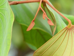 Piliostigma foveolatum