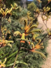 Anigozanthos