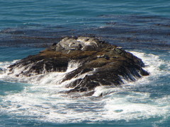 Zalophus californianus