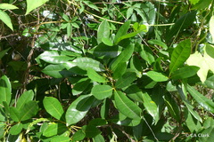 Tabebuia heterophylla