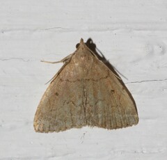 Zanclognatha protumnusalis